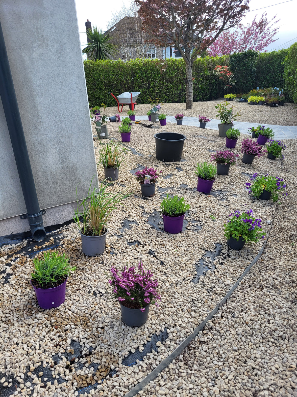 Professional Planting Plan for Irish Gardens - Peter Dowdall – The ...