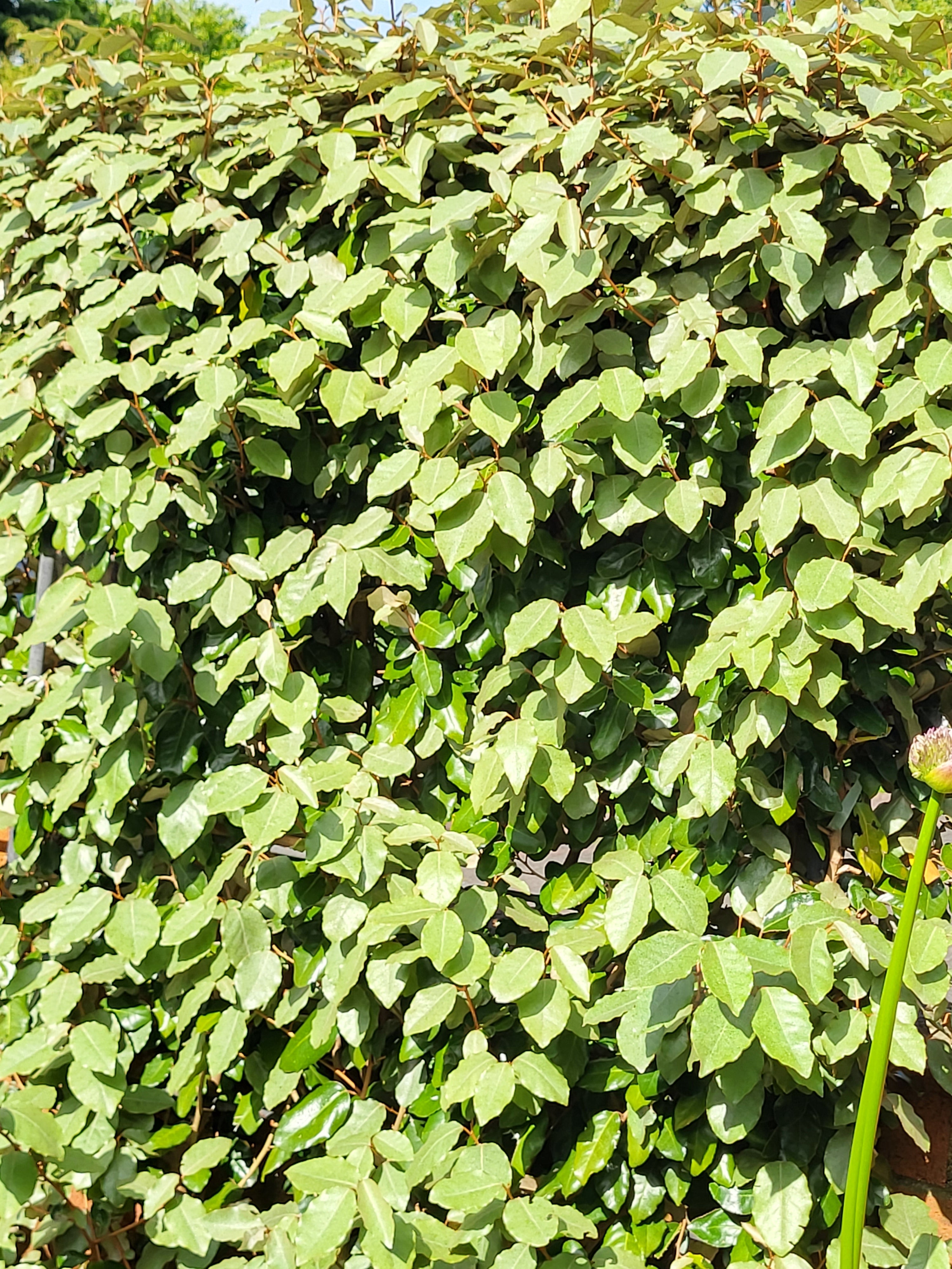 Close-up of a dense green Elaeagnus ebbingei  as a plant used for screening in ireland