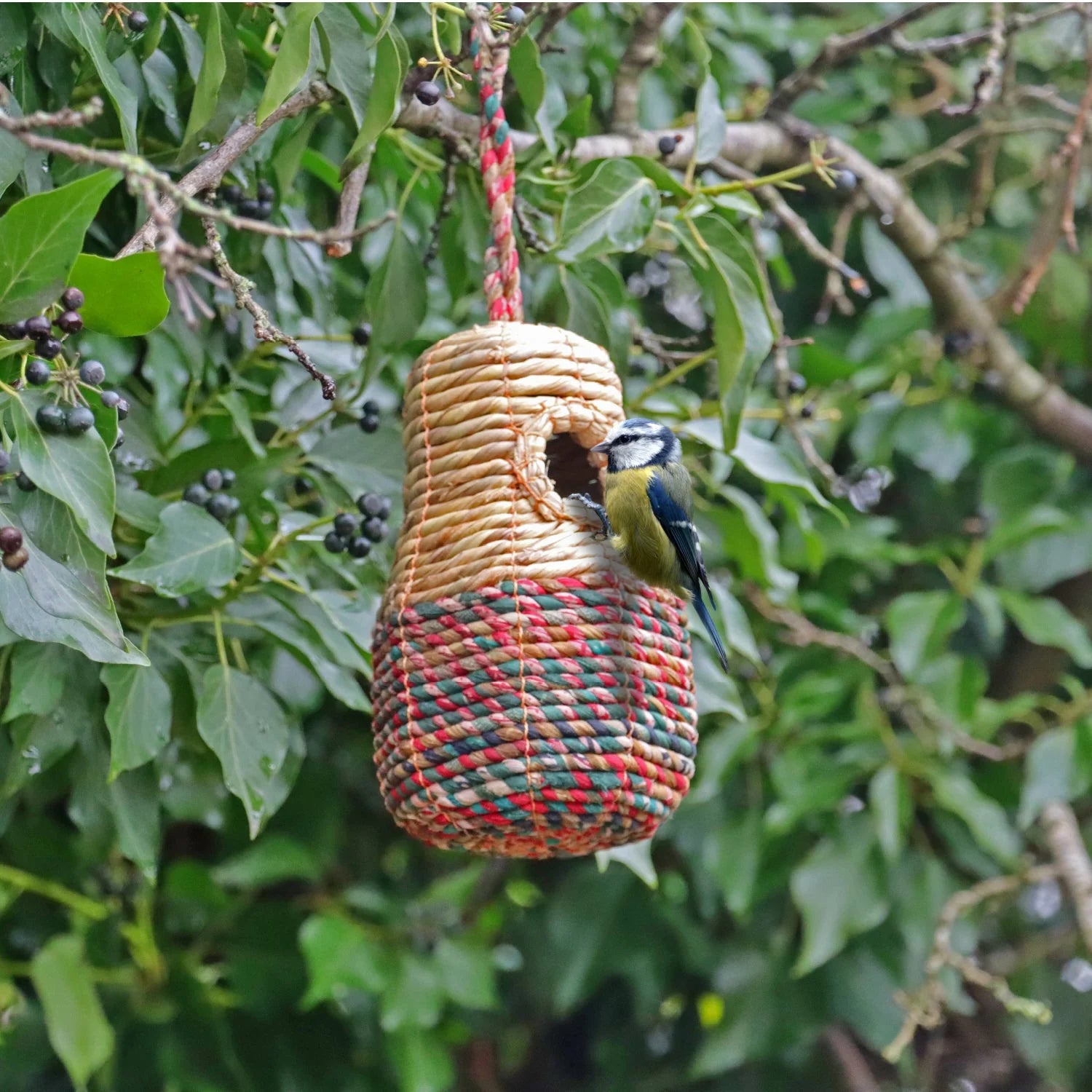 Handcrafted Sari Artisan Bird Nester hanging from a tree branch with a small blue tit perched at its circular entrance. The eco-friendly birdhouse, made from natural woven materials in beige, red, and green hues, is surrounded by lush green foliage. Perfect for sustainable garden decor and bird nesting habitat