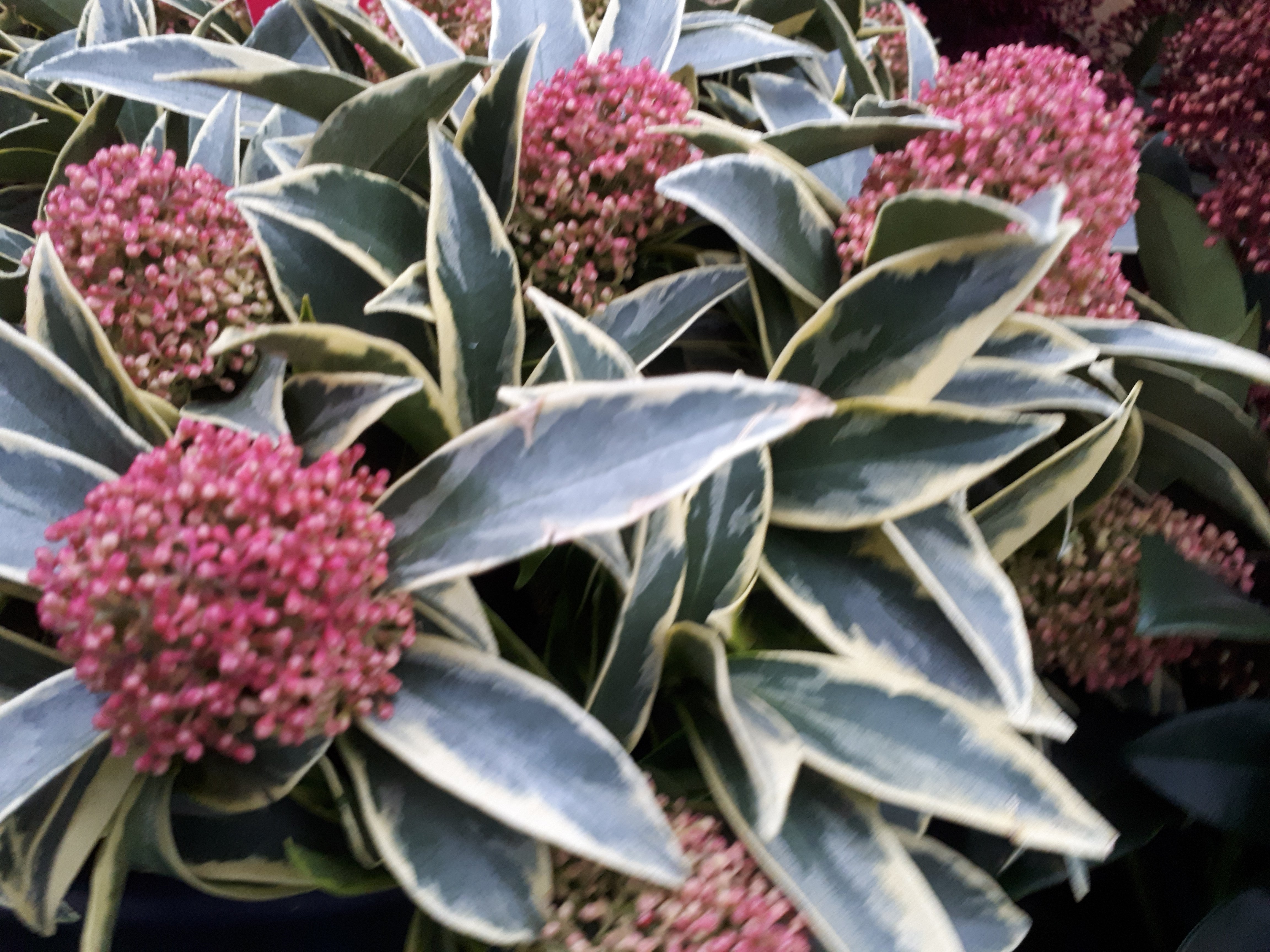 clos up of vairegated Skimmia Magic Marlot in a shaded garden