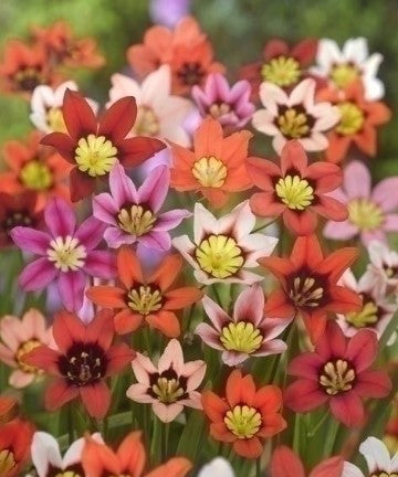 sparaxis flowers
