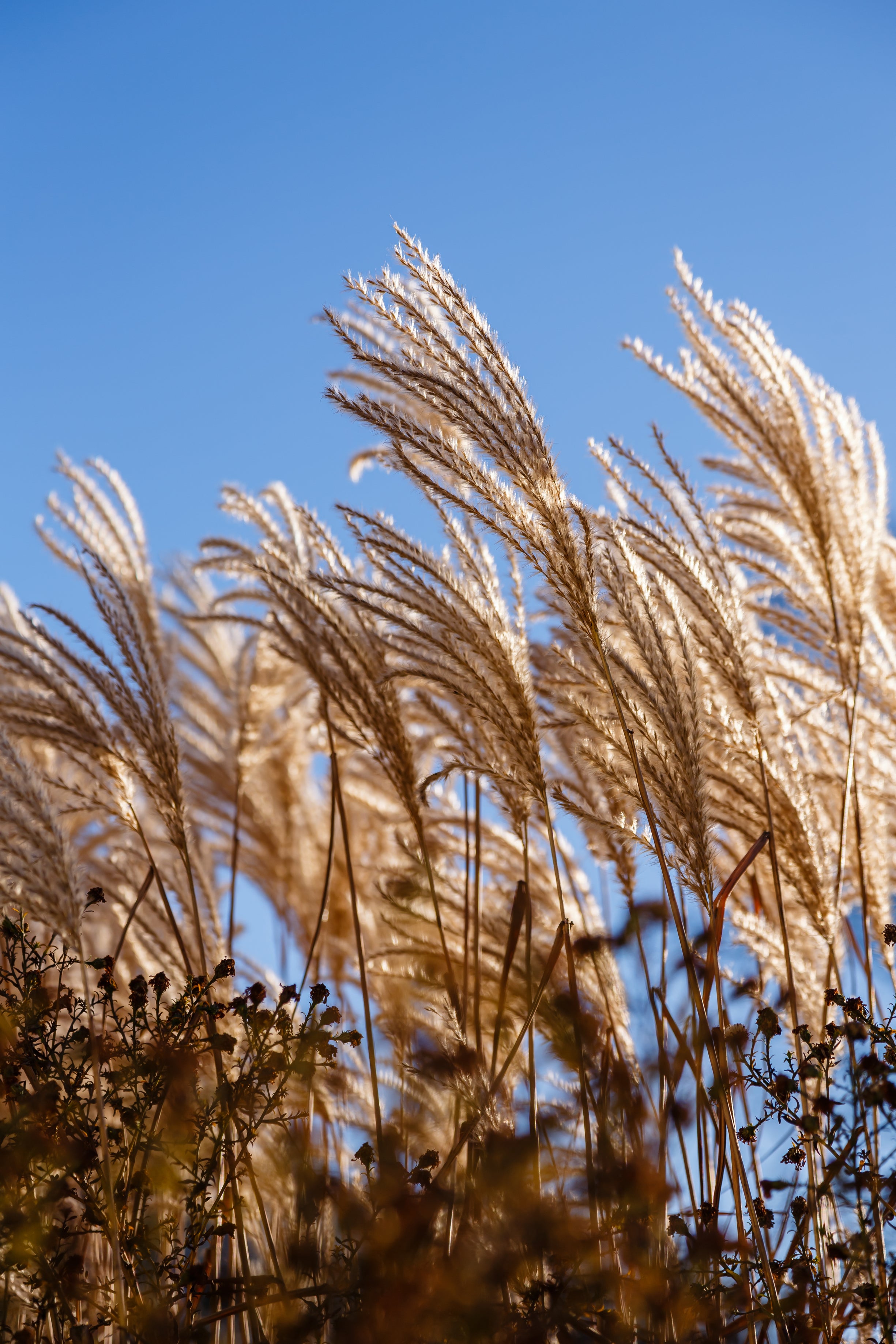 Wind-Resistant Planting Design in Ireland - Peter Dowdall – The Irish ...