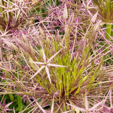 Allium christophii - The Irish Gardener Store