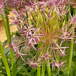 Allium christophii - The Irish Gardener Store