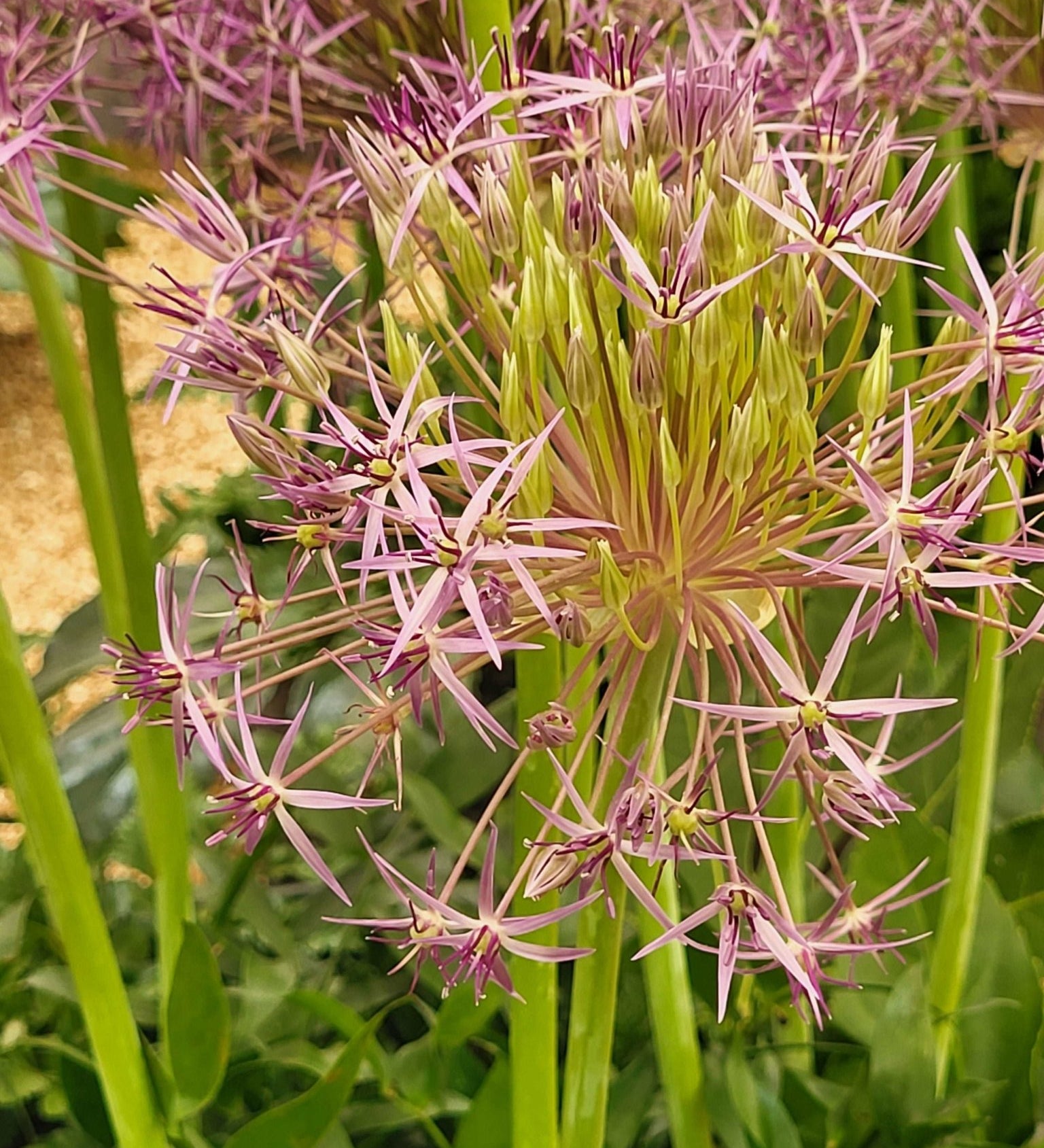 Allium christophii - The Irish Gardener Store