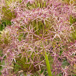 Allium christophii - The Irish Gardener Store