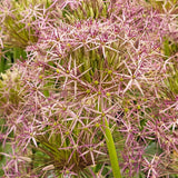 Allium christophii - The Irish Gardener Store