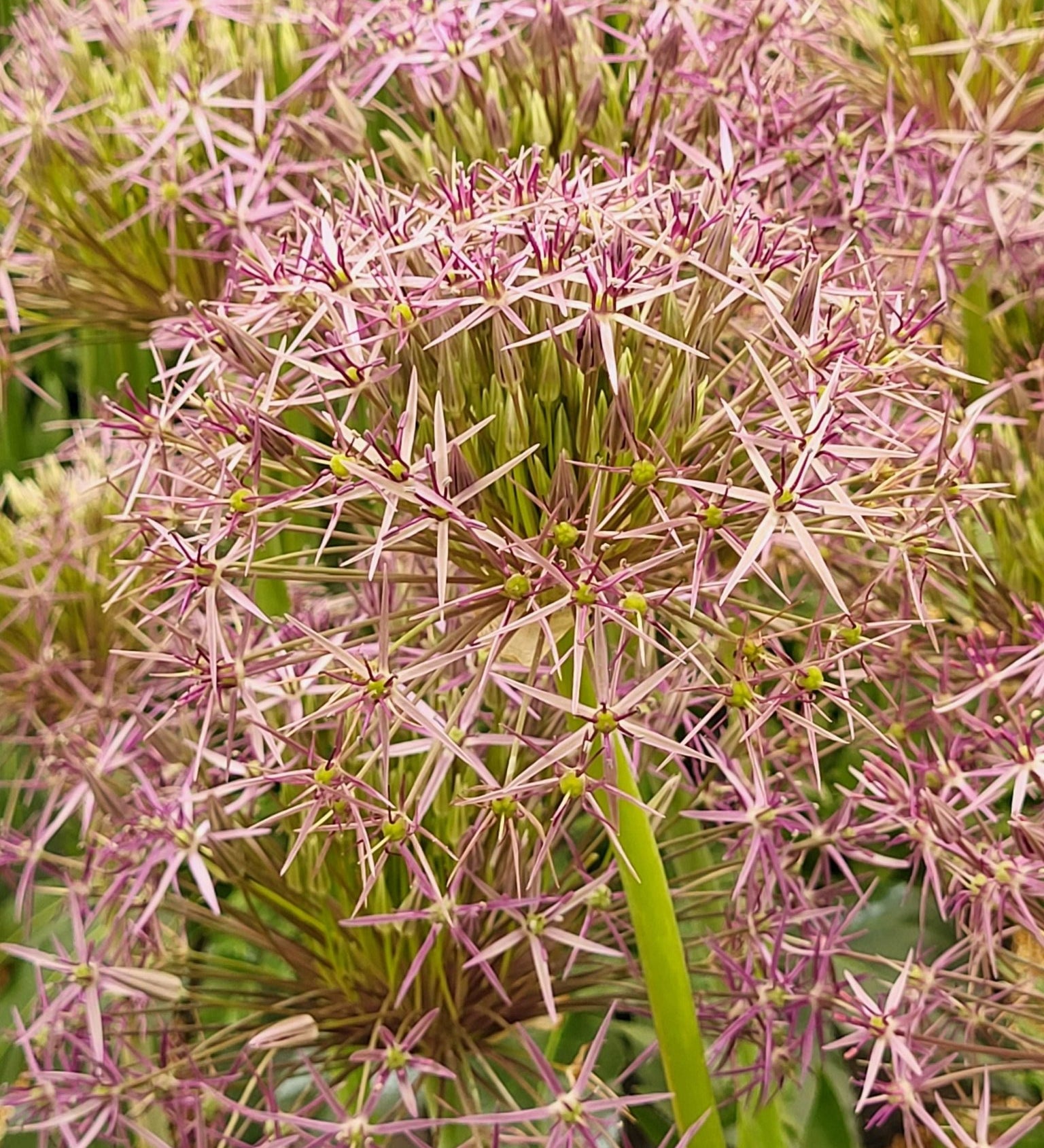 Allium christophii - The Irish Gardener Store