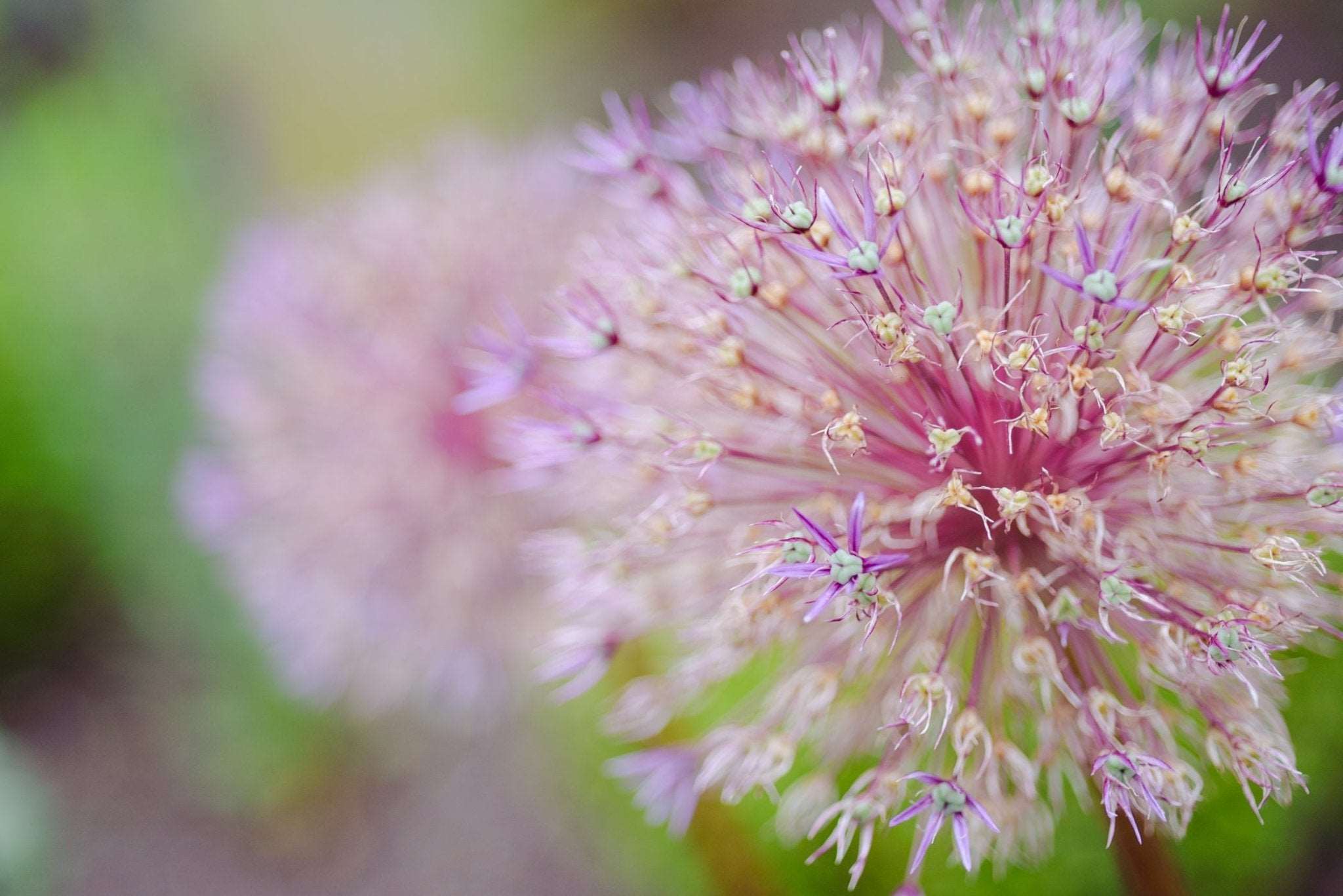 Allium Gladiator - The Irish Gardener Store