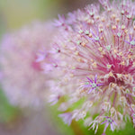 Allium Gladiator - The Irish Gardener Store