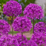 Allium Purple Sensation - The Irish Gardener Store