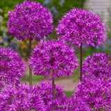 Allium Purple Sensation - The Irish Gardener Store