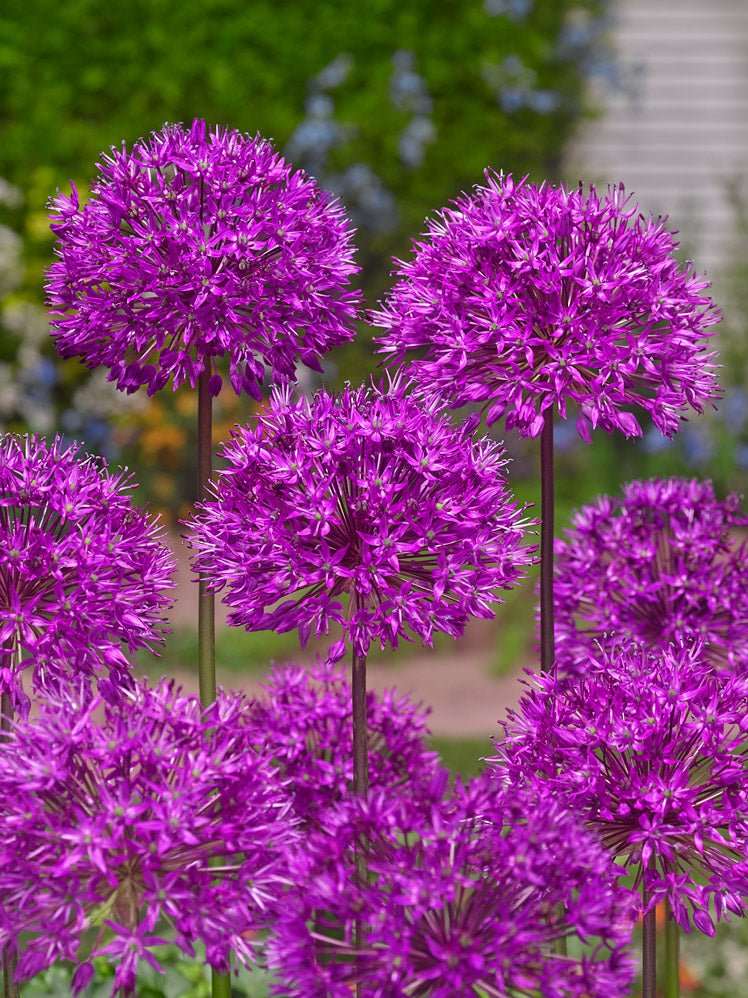 Allium Purple Sensation - The Irish Gardener Store