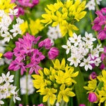 Allium Small Flowered Mix - The Irish Gardener Store