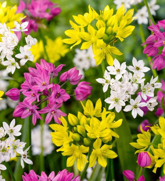 Allium Small Flowered Mix - The Irish Gardener Store