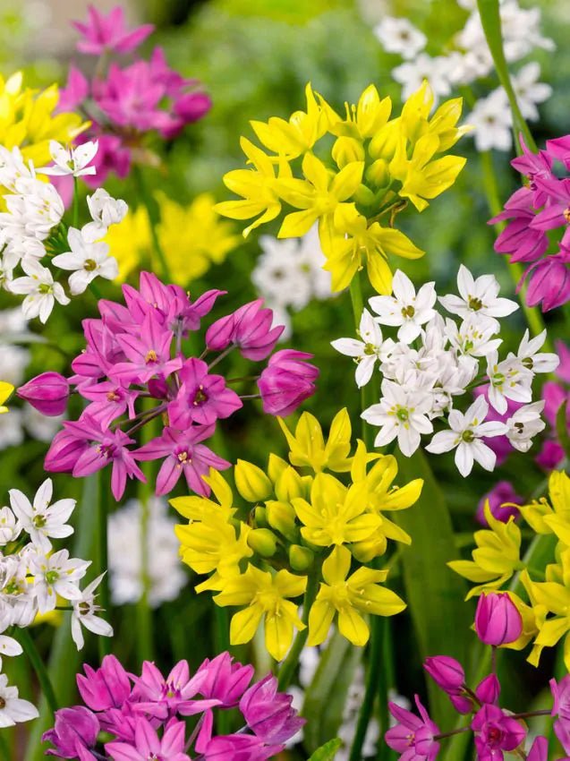 Allium Small Flowered Mix - The Irish Gardener Store