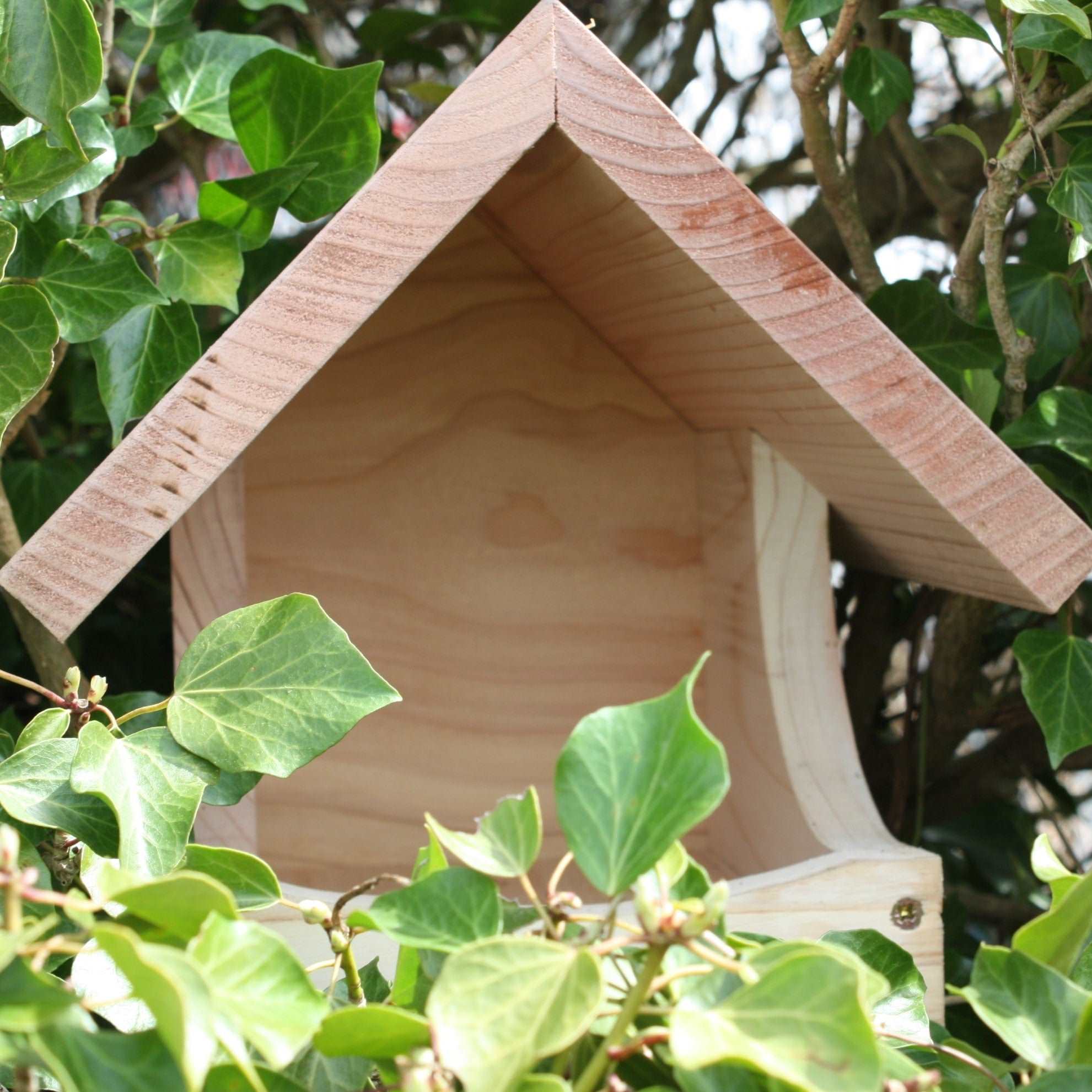 "Blackbird Nest Box, wooden open-front design, natural untreated timber, nestled among green ivy leaves, sloped roof for weather protection, eco-friendly bird nesting box, ideal for blackbirds and garden wildlife"