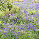 Bluebells 10 Bulbs - The Irish Gardener Store