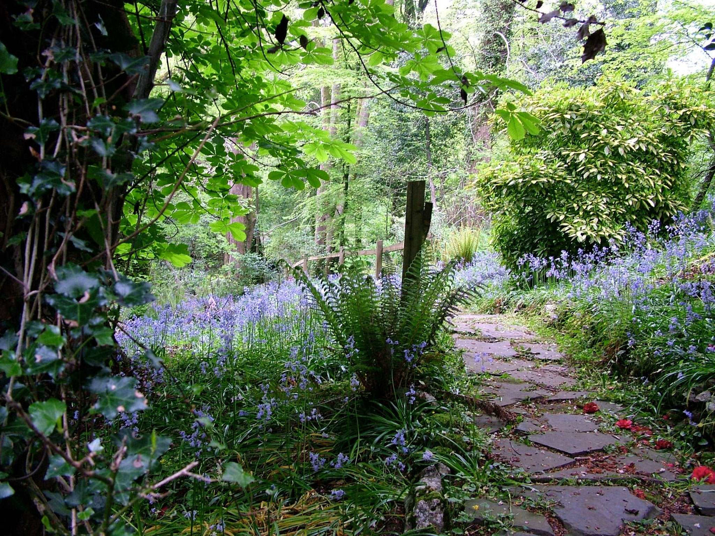 Bluebells 10 Bulbs - The Irish Gardener Store