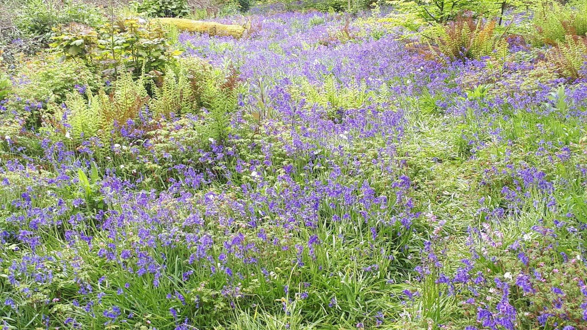 Bluebells 10 Bulbs - The Irish Gardener Store