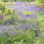 Bluebells 10 Bulbs - The Irish Gardener Store