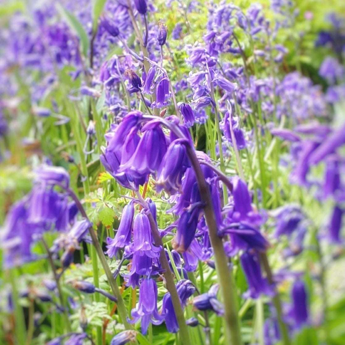 Bluebells 10 Bulbs - The Irish Gardener Store