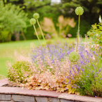 Create Your Dream Garden – Online Design Consultation - The Irish Gardener Store