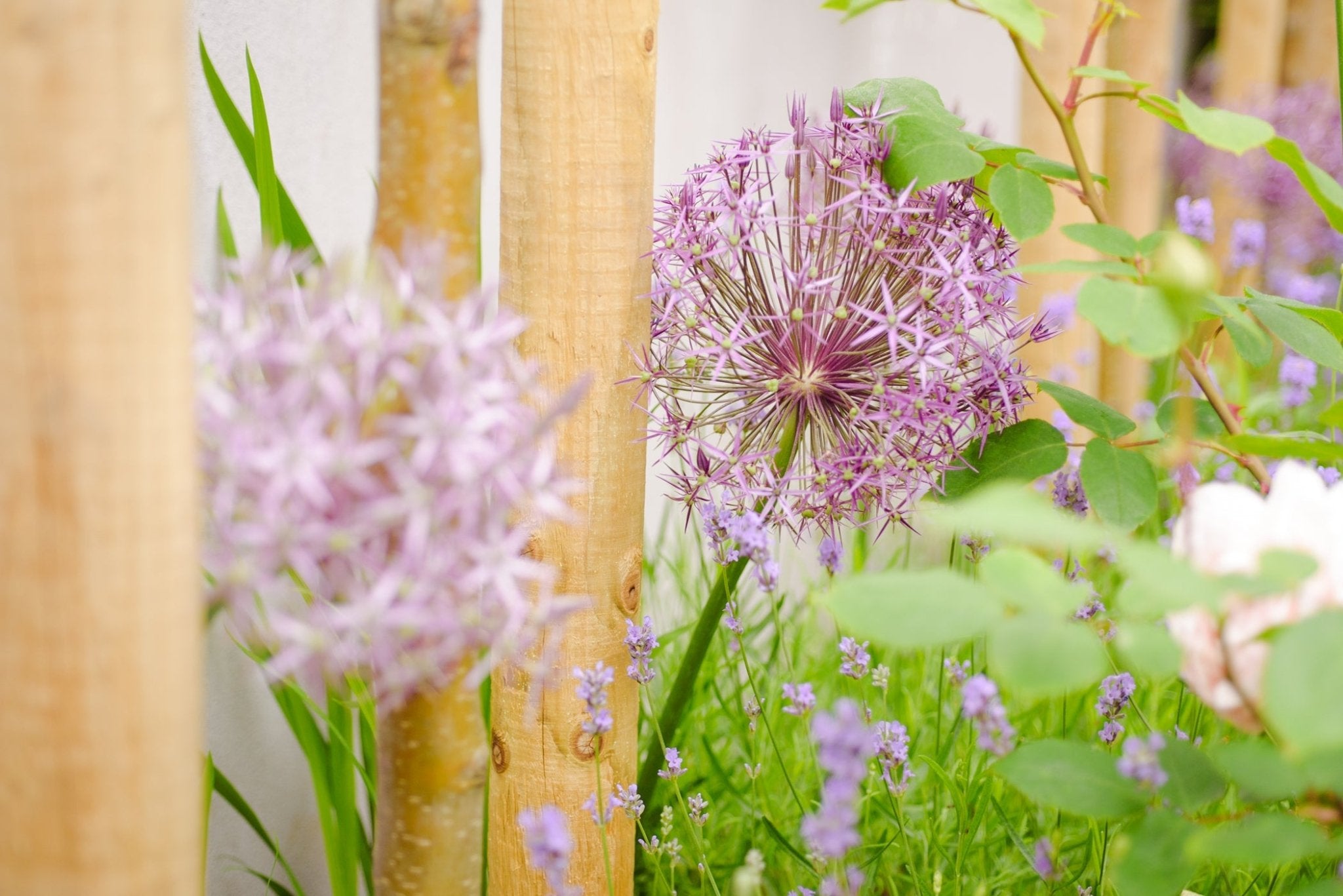 Create Your Dream Garden – Online Design Consultation - The Irish Gardener Store