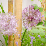 Create Your Dream Garden – Online Design Consultation - The Irish Gardener Store