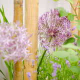 Create Your Dream Garden – Online Design Consultation - The Irish Gardener Store