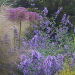 Create Your Dream Garden – Online Design Consultation - The Irish Gardener Store