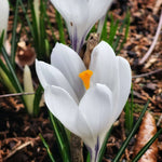 Crocus Jeanne d'Arc - The Irish Gardener Store