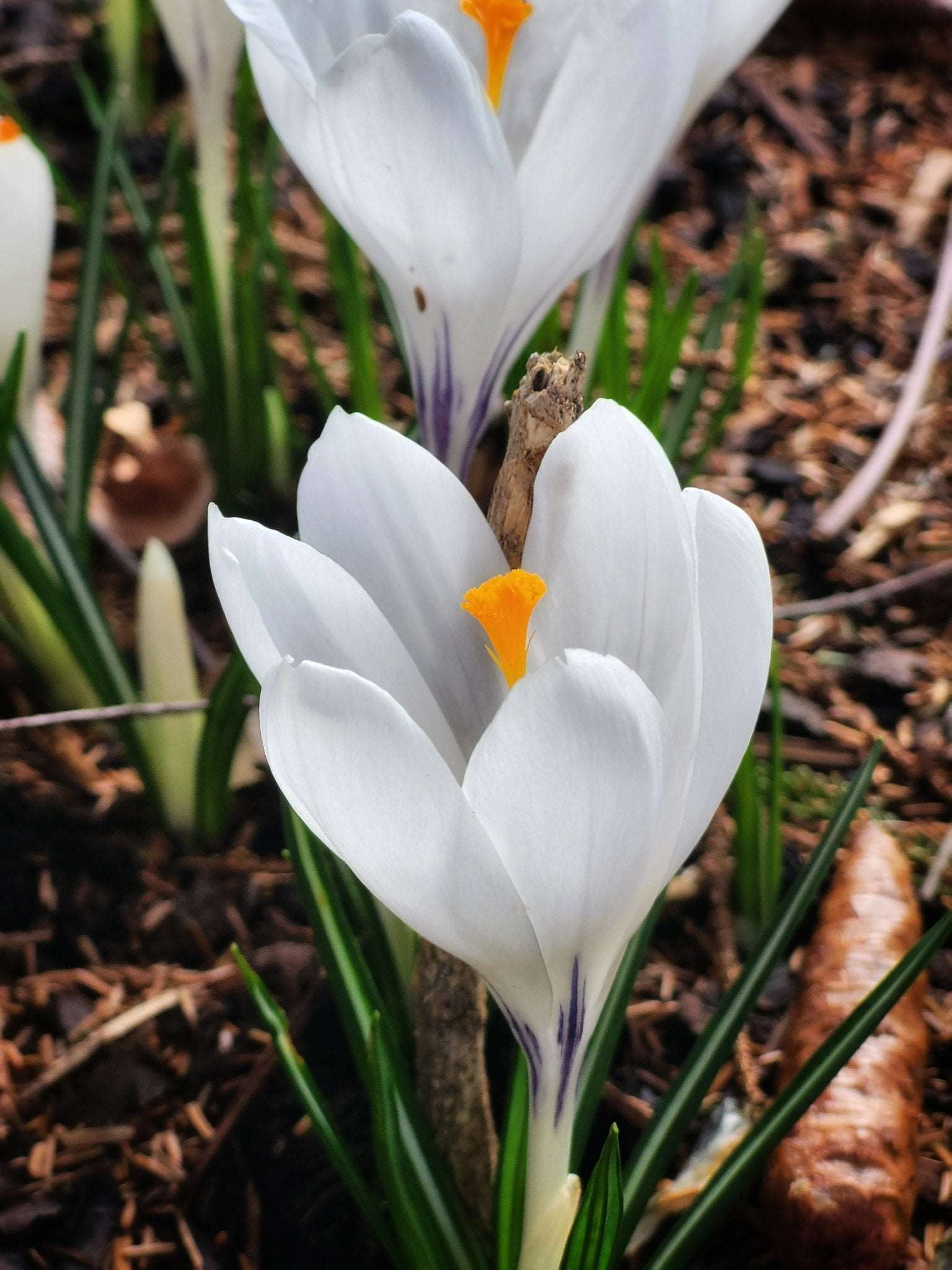 Crocus Jeanne d'Arc - The Irish Gardener Store