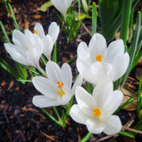 Crocus Jeanne d'Arc - The Irish Gardener Store