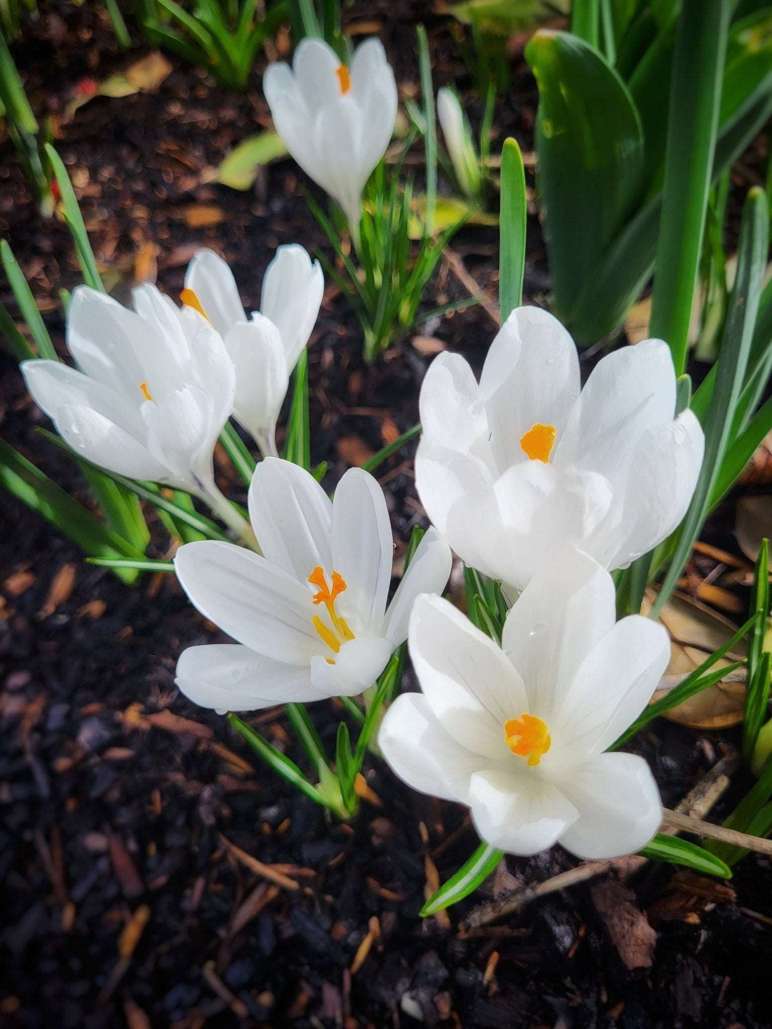 Crocus Jeanne d'Arc - The Irish Gardener Store