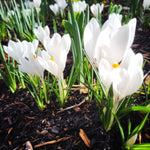 Crocus Jeanne d'Arc - The Irish Gardener Store