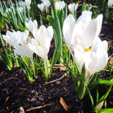 Crocus Jeanne d'Arc - The Irish Gardener Store