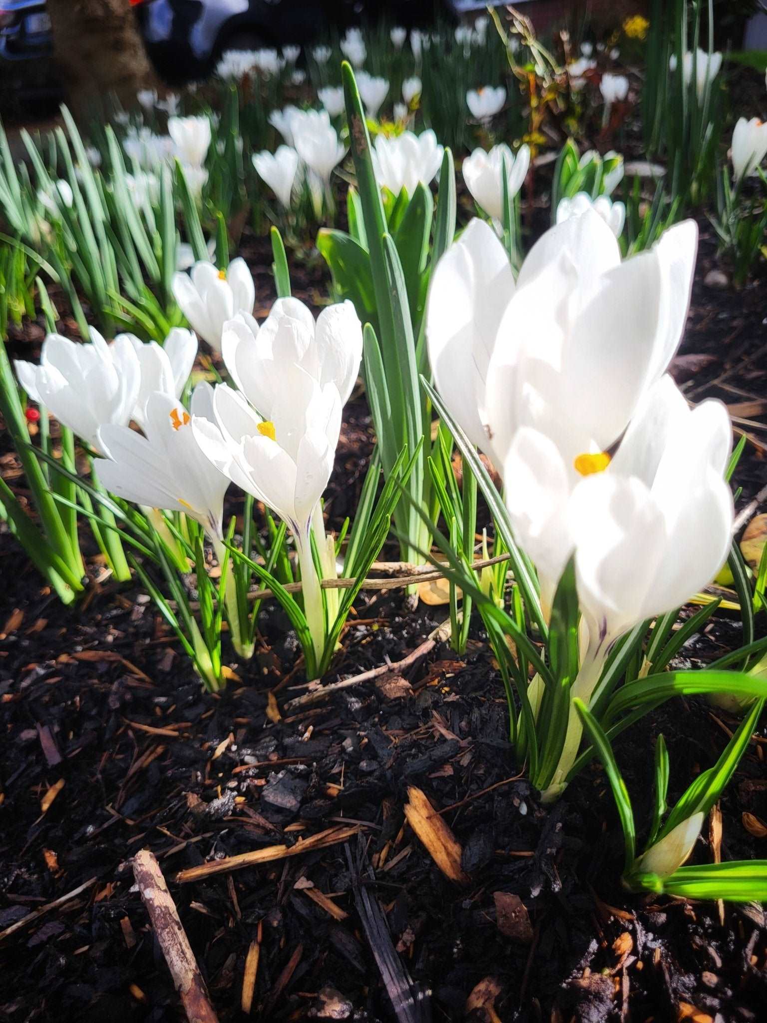 Crocus Jeanne d'Arc - The Irish Gardener Store