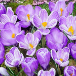 Crocus King of The Striped - The Irish Gardener Store