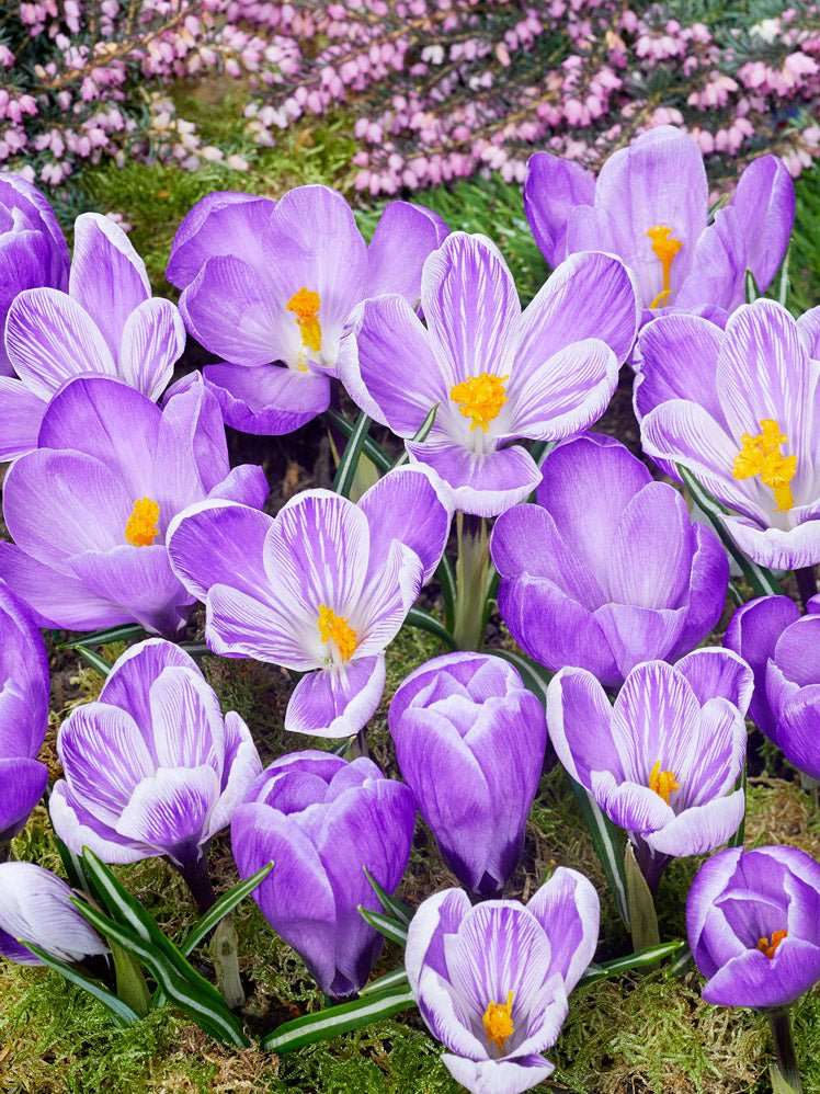 Crocus King of The Striped - The Irish Gardener Store