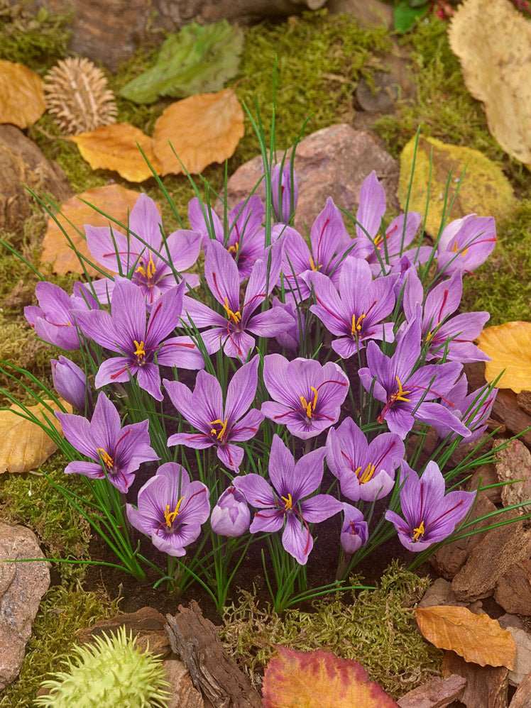 Crocus sativus - Saffron - The Irish Gardener Store