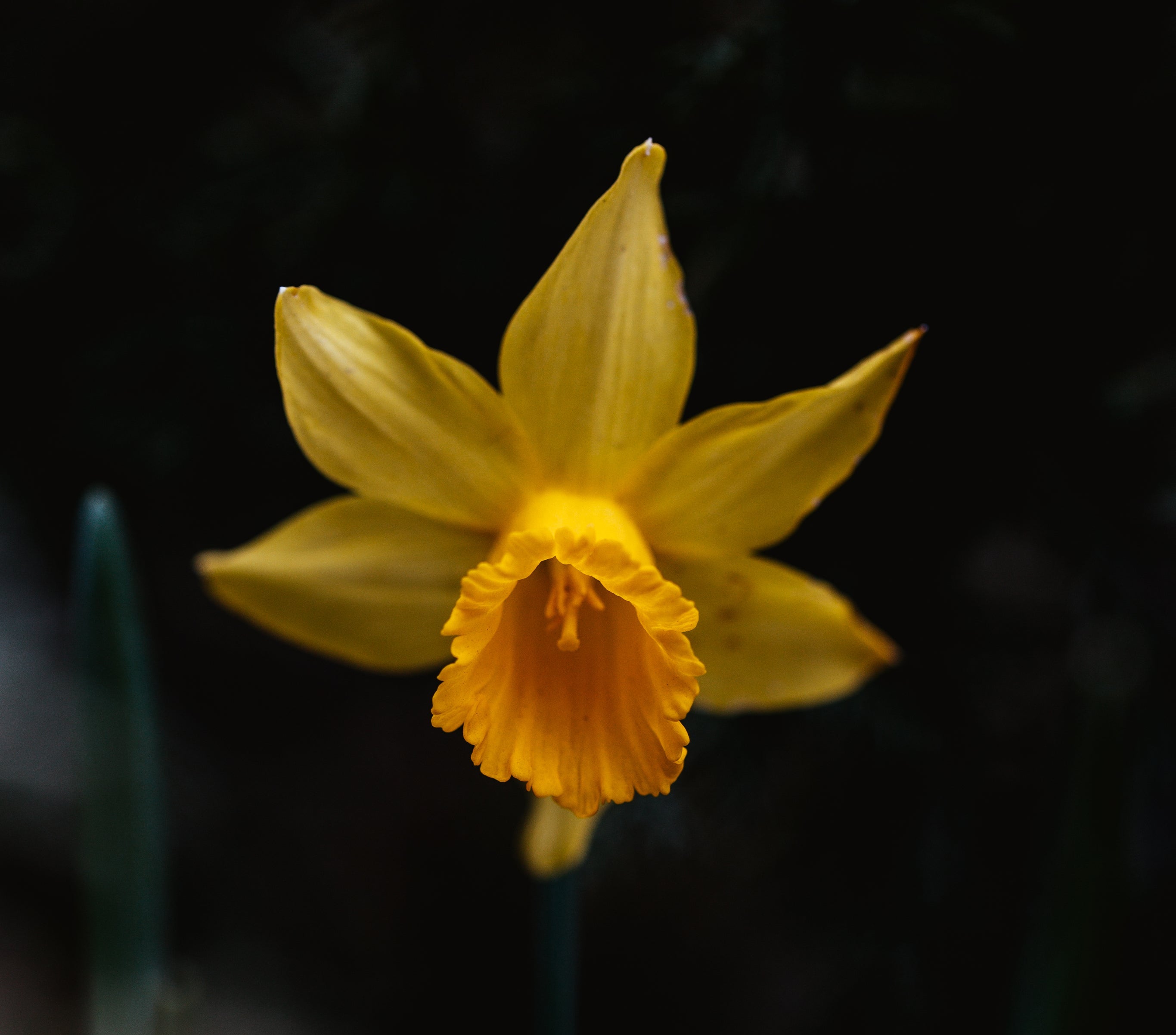 close up of a daffodil flower in a shady garden