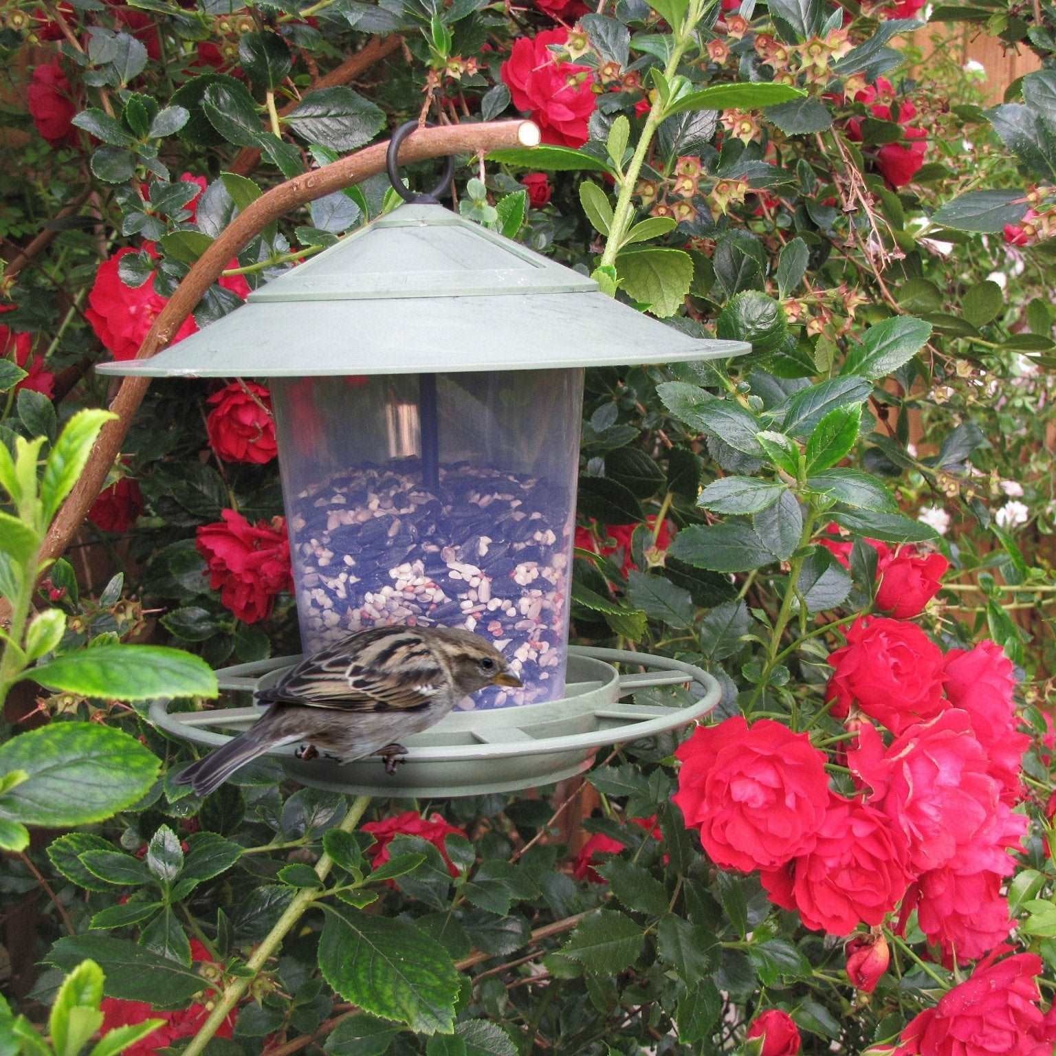 Eco Beacon Hanging Bird Feeder - The Irish Gardener Store Eco Beacon Hanging Bird Feeder, green weather-resistant finish, transparent seed container filled with mixed birdseed, wide overhanging roof for rain protection, circular base with multiple feeding ports, sturdy hanging hook at the top, eco-friendly and functional design