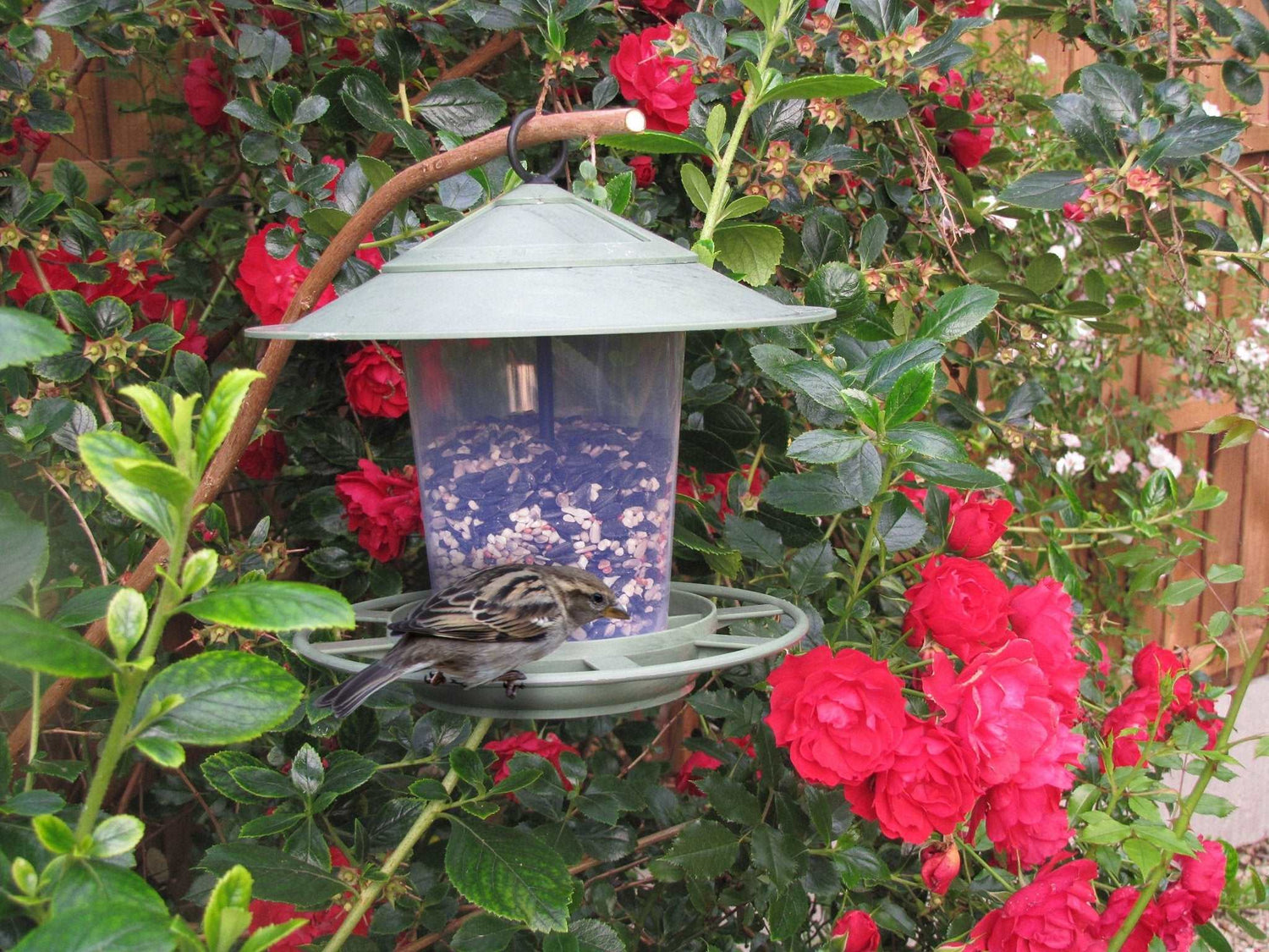 Eco Beacon Hanging Bird Feeder - The Irish Gardener Store