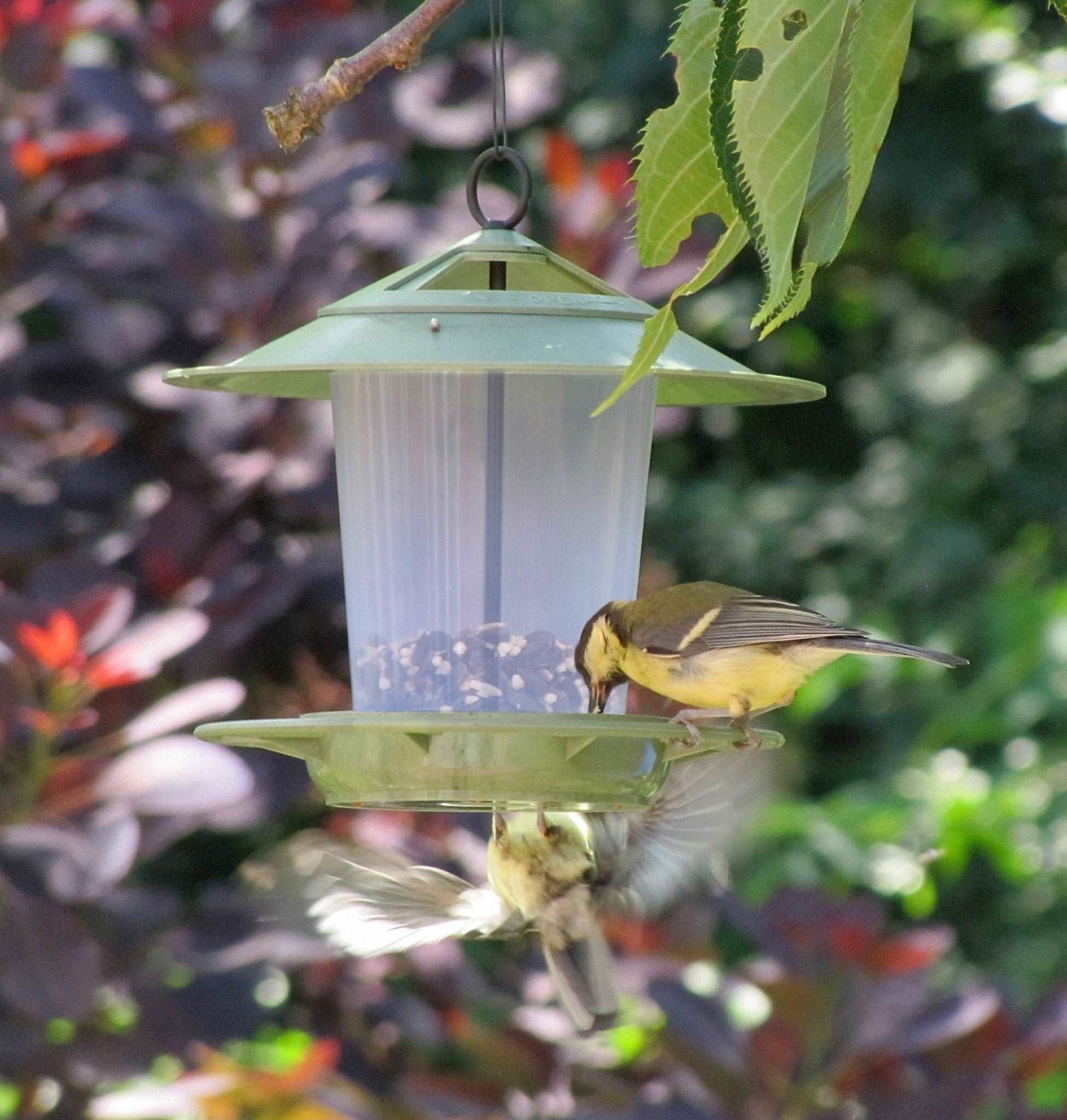 Eco Beacon Hanging Bird Feeder - The Irish Gardener Store