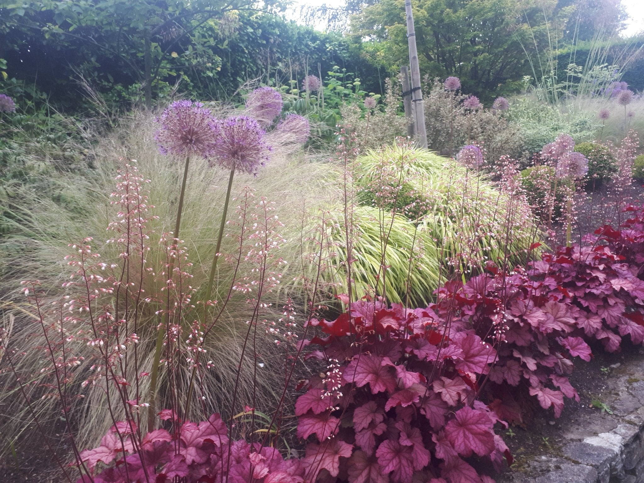 Lush garden planting with vibrant purple Alliums, deep red Heuchera, delicate flowering stems, and ornamental grasses creating a layered and textured landscape.
