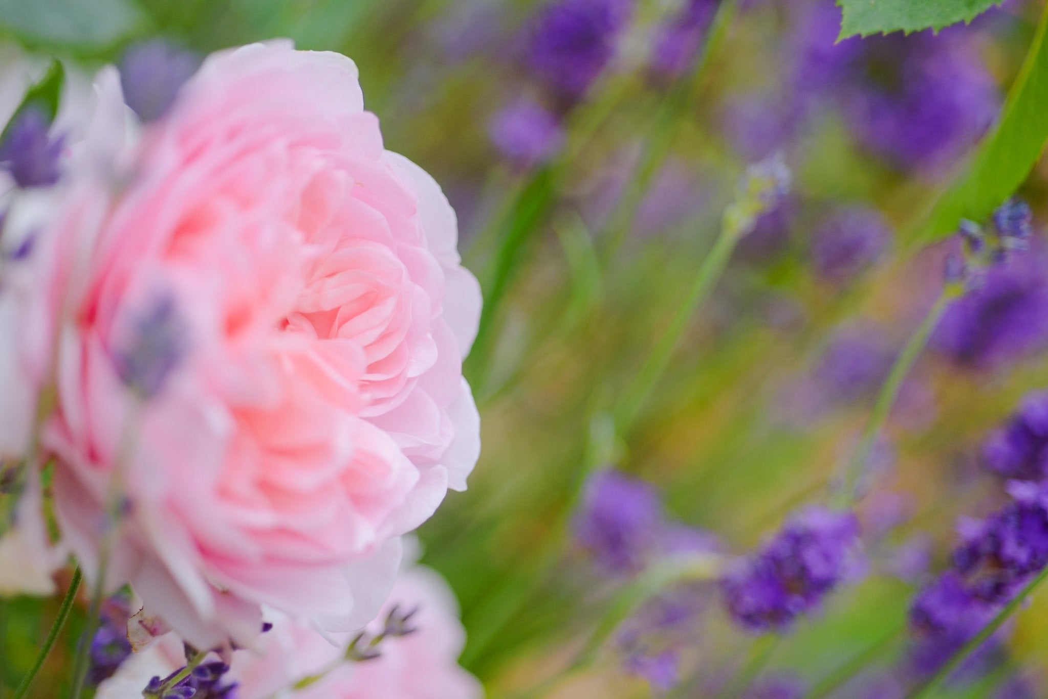 CLose up of a pink rose and lavender flowers as part of a series of images used in garden guidance session, online garden consultation