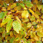 close up of foliage of a hornbeam hedge