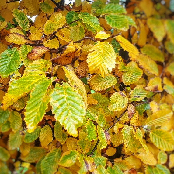 close up of foliage of a hornbeam hedge
