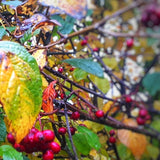 berries and foliage in a mixed hedgerow